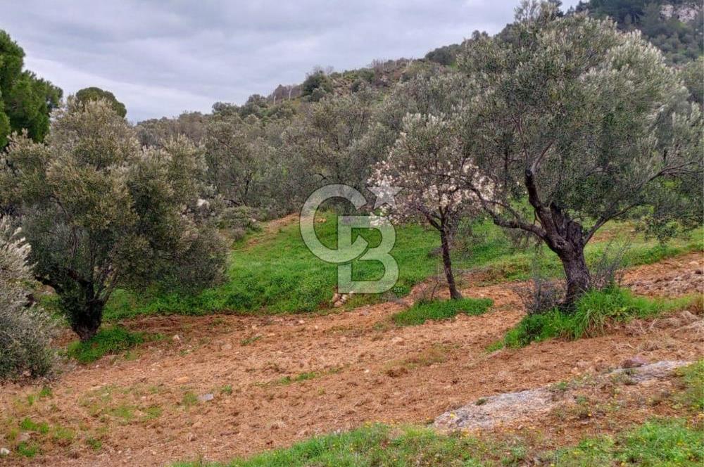 GÖMEÇ KUYUALAN KÖY İÇİNDE İMARLI 3.016 m² ZEYTİNLİK