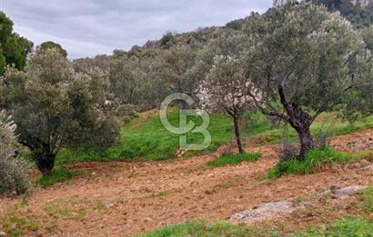 GÖMEÇ KUYUALAN KÖY İÇİNDE İMARLI 3.016 m² ZEYTİNLİK