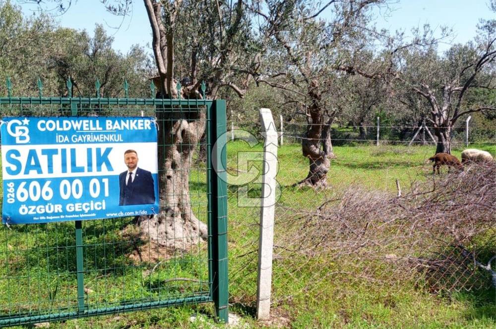 AYVALIK PATERİCA MEVKİİNDE ZEYTİNLİK