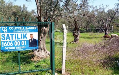 AYVALIK PATERİCA MEVKİİNDE ZEYTİNLİK