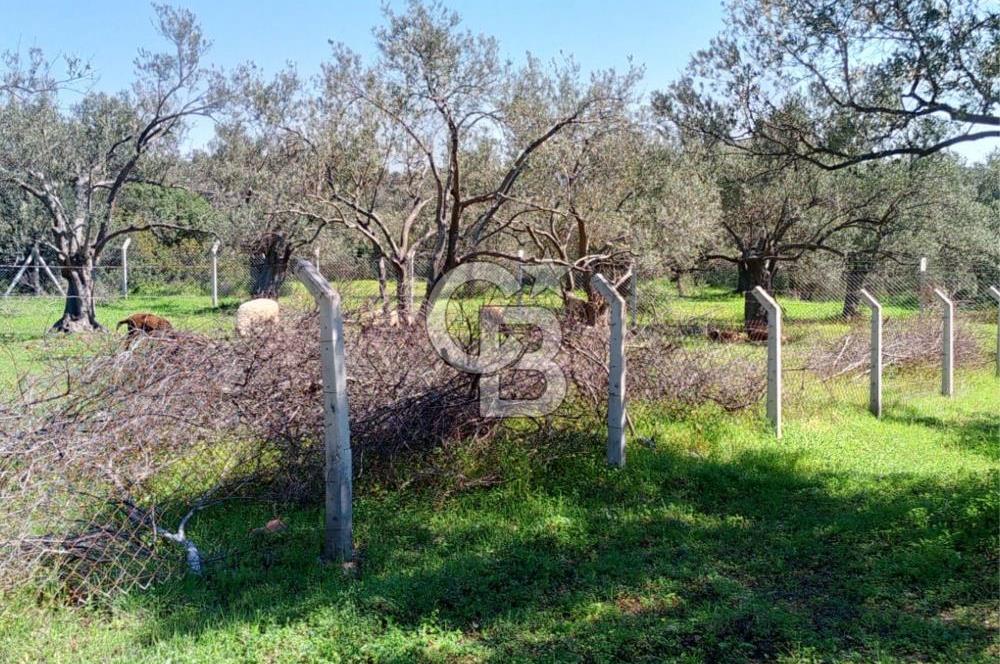 AYVALIK PATERİCA MEVKİİNDE ZEYTİNLİK