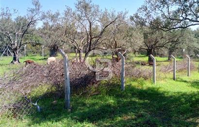 AYVALIK PATERİCA MEVKİİNDE ZEYTİNLİK