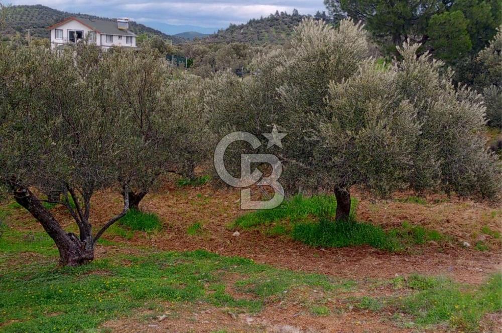 GÖMEÇ KUYUALAN KÖY İÇİNDE İMARLI 3.016 m² ZEYTİNLİK