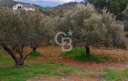 GÖMEÇ KUYUALAN KÖY İÇİNDE İMARLI 3.016 m² ZEYTİNLİK