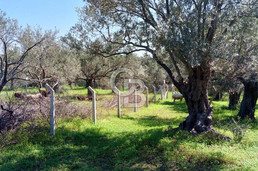 AYVALIK PATERİCA MEVKİİNDE ZEYTİNLİK