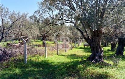 AYVALIK PATERİCA MEVKİİNDE ZEYTİNLİK