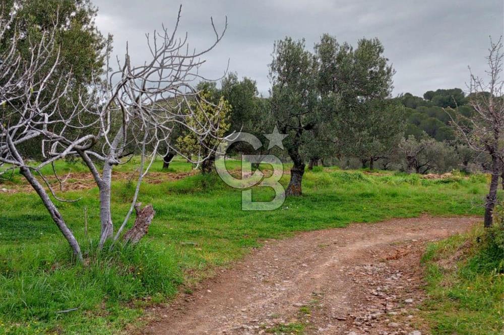 GÖMEÇ KUYUALAN KÖY İÇİNDE İMARLI 3.016 m² ZEYTİNLİK