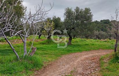 GÖMEÇ KUYUALAN KÖY İÇİNDE İMARLI 3.016 m² ZEYTİNLİK