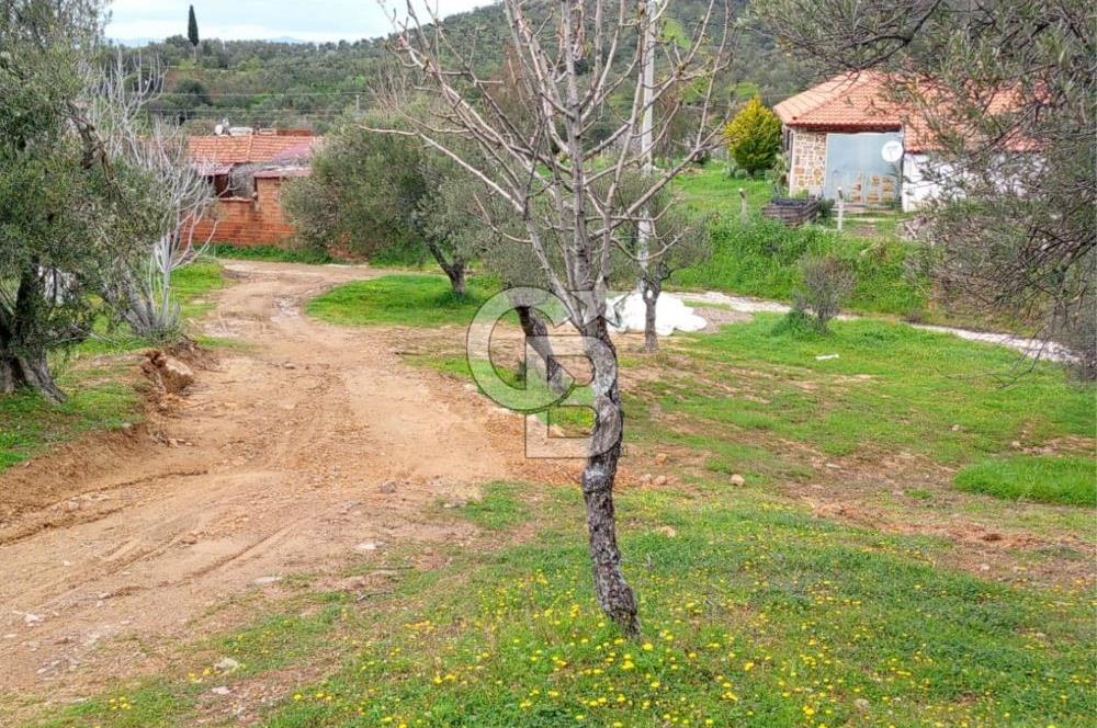 GÖMEÇ KUYUALAN KÖY İÇİNDE İMARLI 3.016 m² ZEYTİNLİK