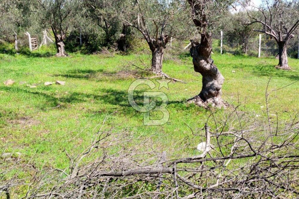 AYVALIK PATERİCA MEVKİİNDE ZEYTİNLİK