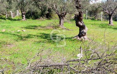 AYVALIK PATERİCA MEVKİİNDE ZEYTİNLİK