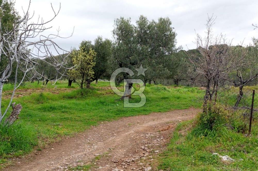 GÖMEÇ KUYUALAN KÖY İÇİNDE İMARLI 3.016 m² ZEYTİNLİK