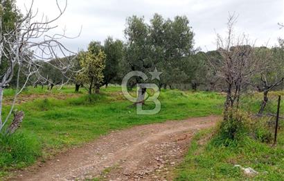 GÖMEÇ KUYUALAN KÖY İÇİNDE İMARLI 3.016 m² ZEYTİNLİK