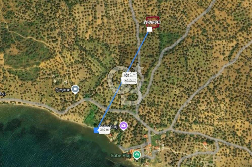 AYVALIK PATERİCA MEVKİİNDE ZEYTİNLİK