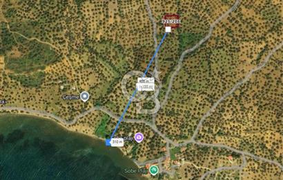 AYVALIK PATERİCA MEVKİİNDE ZEYTİNLİK