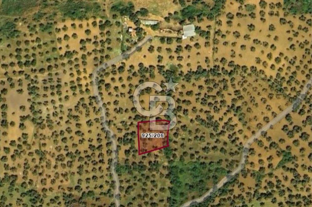 AYVALIK PATERİCA MEVKİİNDE ZEYTİNLİK