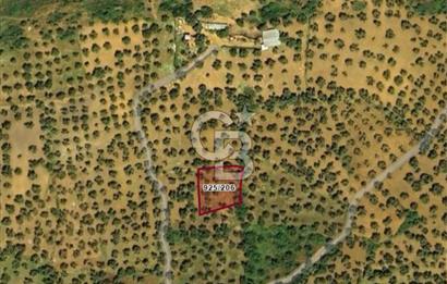 AYVALIK PATERİCA MEVKİİNDE ZEYTİNLİK