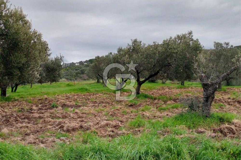 GÖMEÇ KUYUALAN KÖY İÇİNDE İMARLI 3.016 m² ZEYTİNLİK