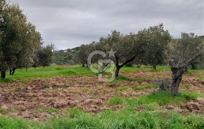 GÖMEÇ KUYUALAN KÖY İÇİNDE İMARLI 3.016 m² ZEYTİNLİK