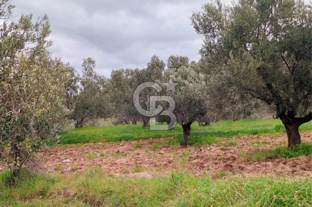 GÖMEÇ KUYUALAN KÖY İÇİNDE İMARLI 3.016 m² ZEYTİNLİK