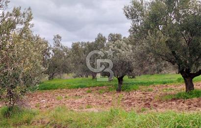 GÖMEÇ KUYUALAN KÖY İÇİNDE İMARLI 3.016 m² ZEYTİNLİK