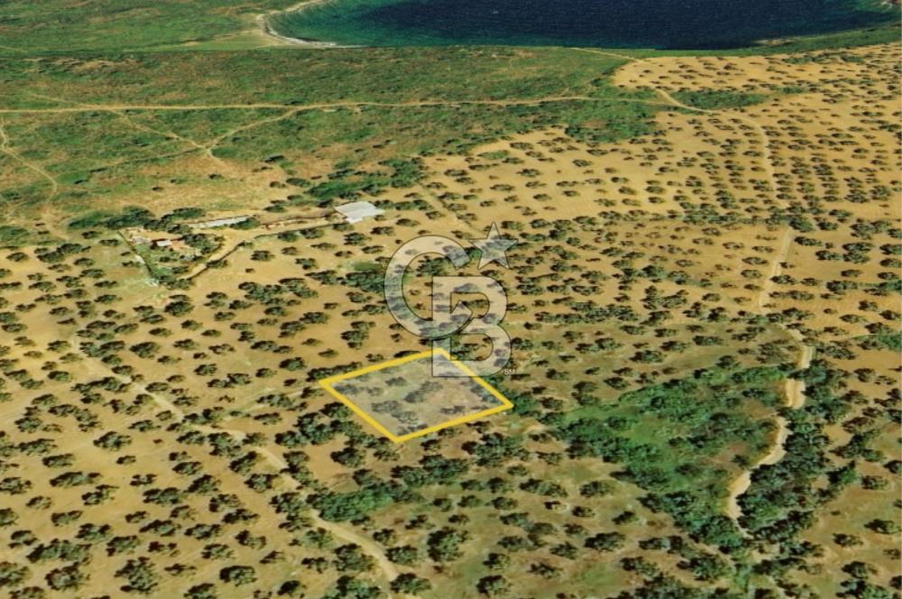 AYVALIK PATERİCA MEVKİİNDE ZEYTİNLİK