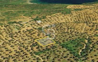 AYVALIK PATERİCA MEVKİİNDE ZEYTİNLİK