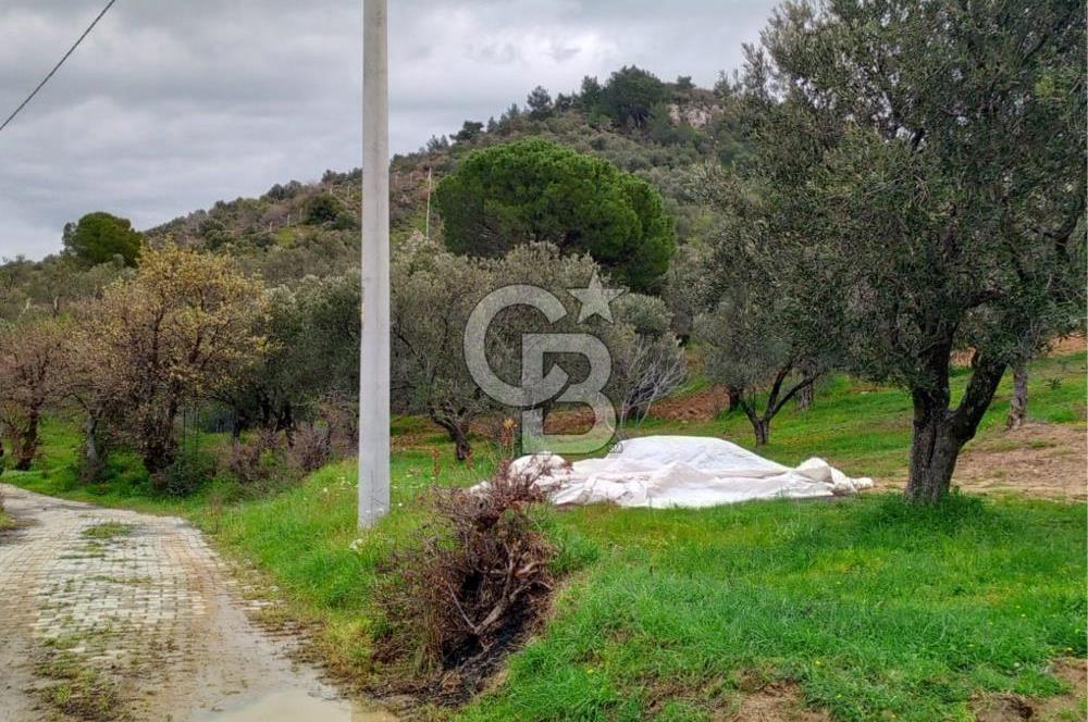 GÖMEÇ KUYUALAN KÖY İÇİNDE İMARLI 3.016 m² ZEYTİNLİK