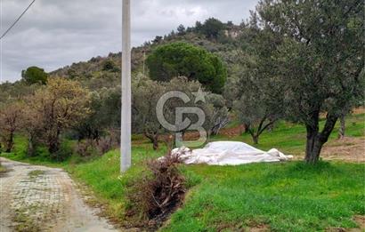 GÖMEÇ KUYUALAN KÖY İÇİNDE İMARLI 3.016 m² ZEYTİNLİK