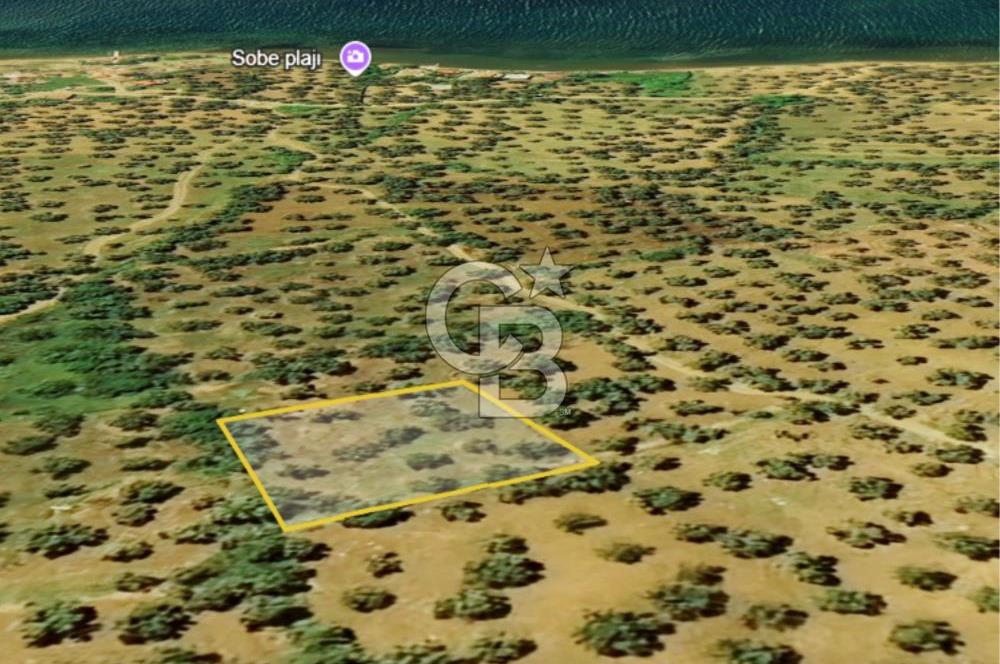 AYVALIK PATERİCA MEVKİİNDE ZEYTİNLİK