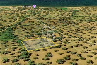 AYVALIK PATERİCA MEVKİİNDE ZEYTİNLİK - 5 - 344957