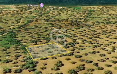 AYVALIK PATERİCA MEVKİİNDE ZEYTİNLİK