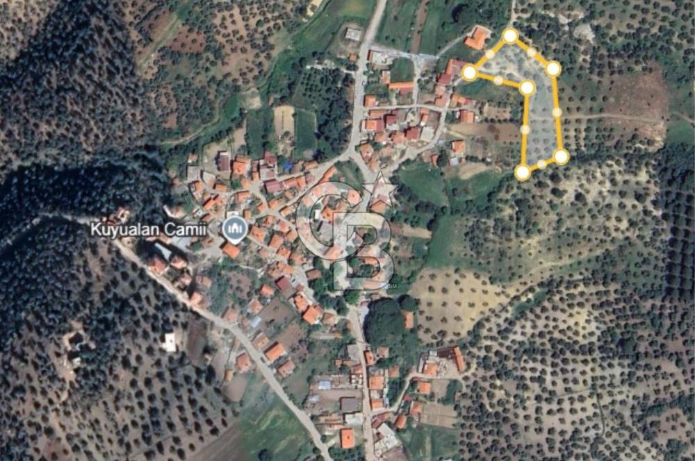 GÖMEÇ KUYUALAN KÖY İÇİNDE İMARLI 3.016 m² ZEYTİNLİK