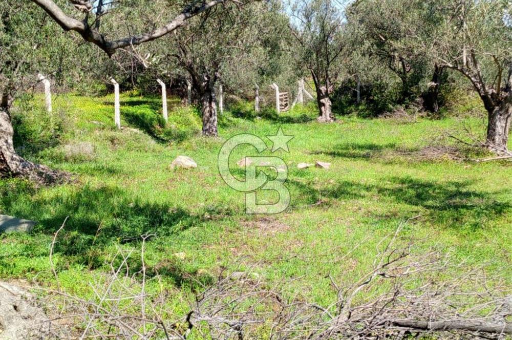 AYVALIK PATERİCA MEVKİİNDE ZEYTİNLİK