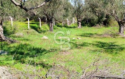 AYVALIK PATERİCA MEVKİİNDE ZEYTİNLİK