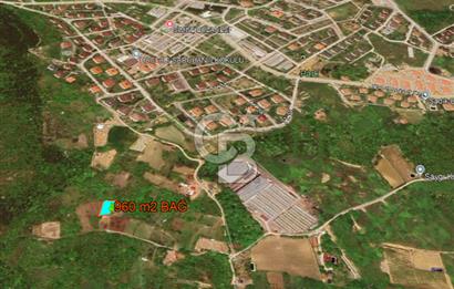 YALOVA ALTINOVA GEYİKDERE MÜSTAKİL TAPULU SATILIK BAĞ 960 m2!..