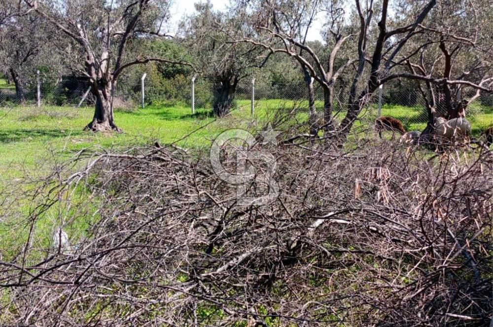 AYVALIK PATERİCA MEVKİİNDE ZEYTİNLİK