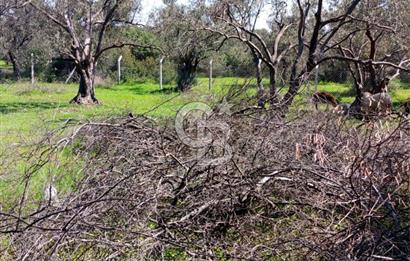 AYVALIK PATERİCA MEVKİİNDE ZEYTİNLİK