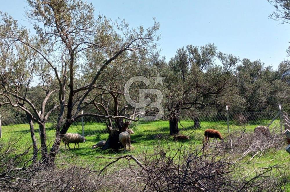 AYVALIK PATERİCA MEVKİİNDE ZEYTİNLİK