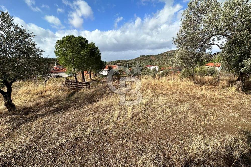 GÖMEÇ KUYUALAN KÖY İÇİNDE İMARLI 3.016 m² ZEYTİNLİK