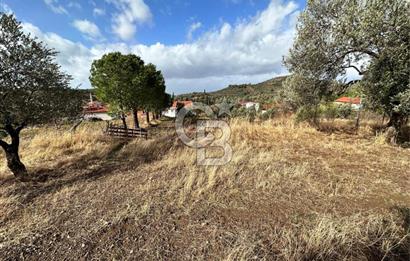 GÖMEÇ KUYUALAN KÖY İÇİNDE İMARLI 3.016 m² ZEYTİNLİK