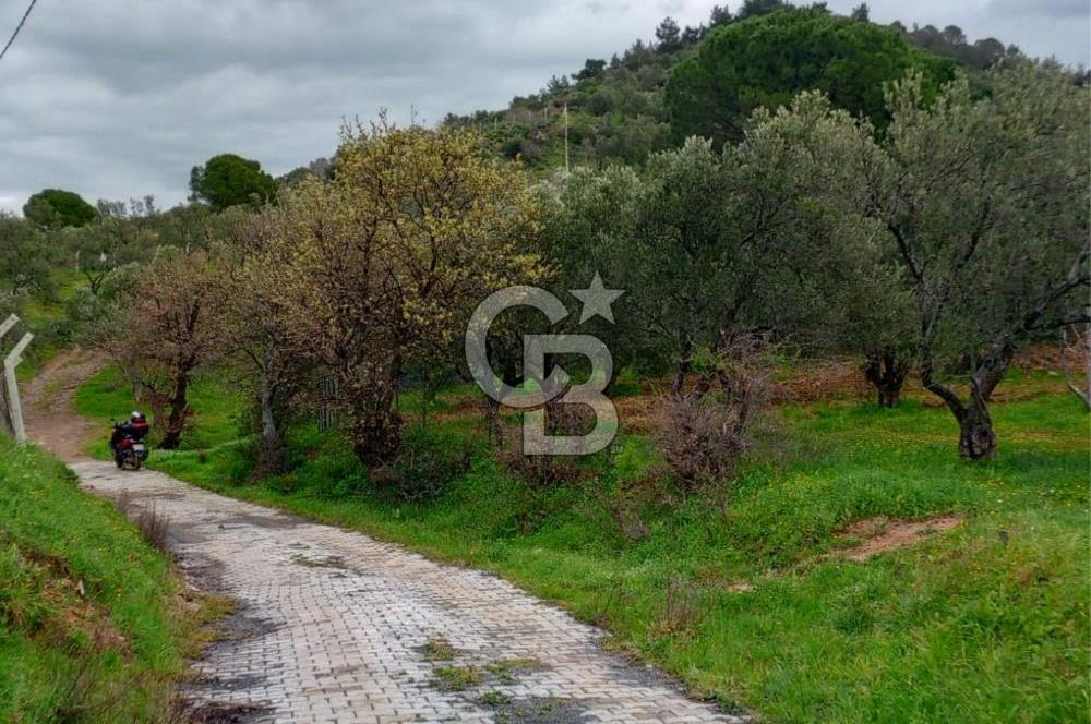 GÖMEÇ KUYUALAN KÖY İÇİNDE İMARLI 3.016 m² ZEYTİNLİK