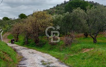 GÖMEÇ KUYUALAN KÖY İÇİNDE İMARLI 3.016 m² ZEYTİNLİK