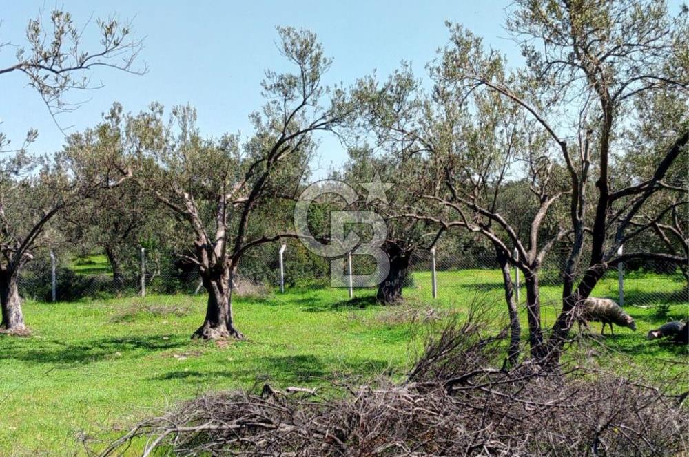 AYVALIK PATERİCA MEVKİİNDE ZEYTİNLİK