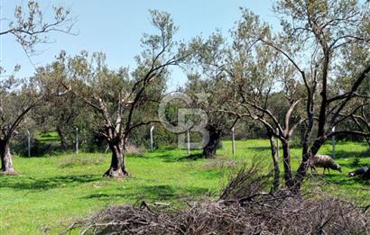 AYVALIK PATERİCA MEVKİİNDE ZEYTİNLİK