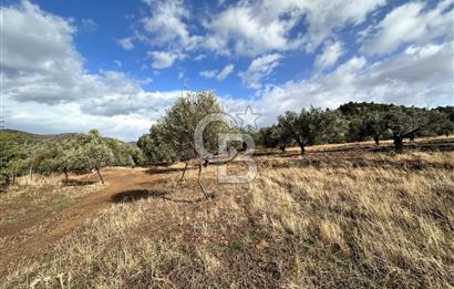 GÖMEÇ KUYUALAN KÖY İÇİNDE İMARLI 3.016 m² ZEYTİNLİK