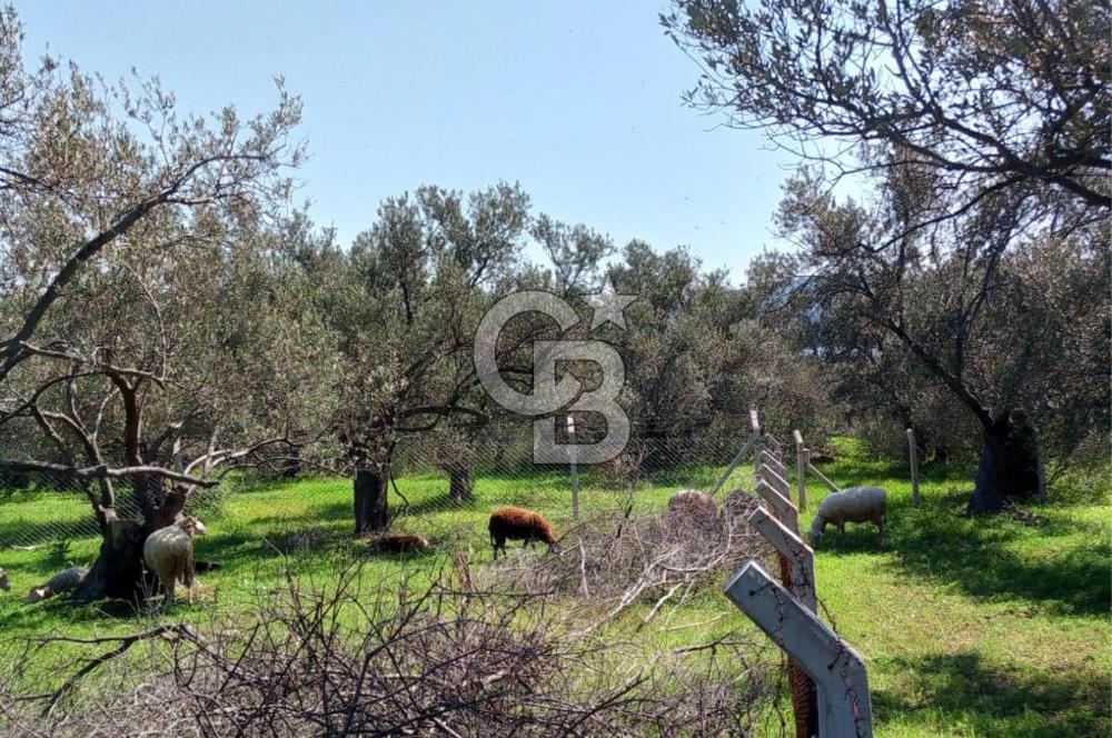 AYVALIK PATERİCA MEVKİİNDE ZEYTİNLİK