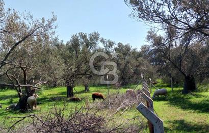 AYVALIK PATERİCA MEVKİİNDE ZEYTİNLİK