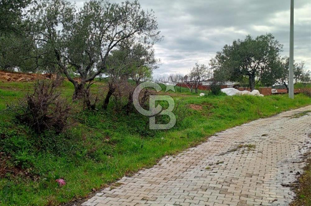 GÖMEÇ KUYUALAN KÖY İÇİNDE İMARLI 3.016 m² ZEYTİNLİK