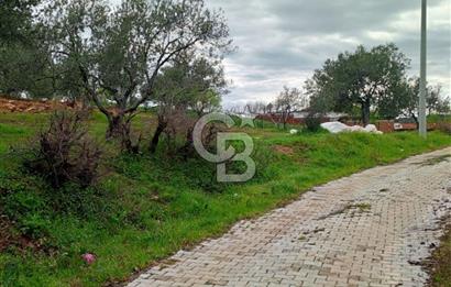 GÖMEÇ KUYUALAN KÖY İÇİNDE İMARLI 3.016 m² ZEYTİNLİK